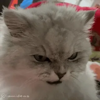 😡 875902d2 @iamideas 고양이, 페르시안 고양이, 동물, 귀여운, 털복숭이, 애완 동물 telegram sticker