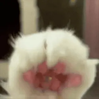 🥰 8cb19afa 가운데 손가락, 모욕적, 몸짓, 손 telegram sticker