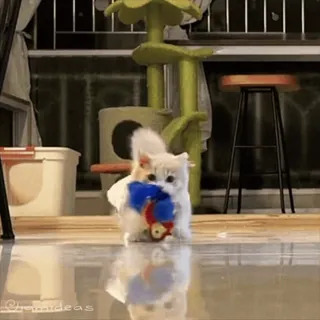 😋 90f3e8f1 고양이, 새끼 고양이, 귀여운, 동물, 애완 동물, 폭신한 telegram sticker