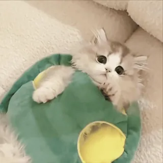 🥰 aa49cb8b 고양이, 새끼 고양이, 귀여운, 푹신한, 동물, 애완 동물 telegram sticker