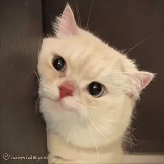 😡 ad191e46 iamideas 고양이, 애완동물, 새끼 고양이, 귀여운, 동물, 가축 telegram sticker