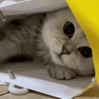 😍 f0b89ec6 고양이, 새끼 고양이, 귀여운, 동물, 애완 동물, 가방, 작은 고양이 telegram sticker