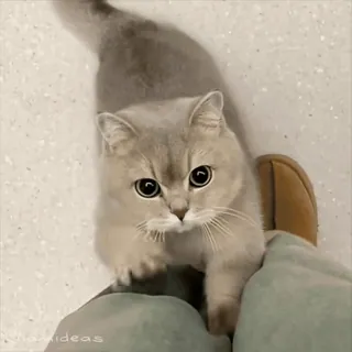 😍 f77f4d62 고양이, 새끼 고양이, 귀여운, 동물, 애완 동물, 집고양이 telegram sticker