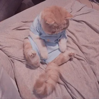 🐱 6035b73b mèo, động vật, thú cưng, mèo con, dễ thương, nhà, mèo telegram sticker