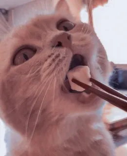 🐱 7aa98c8f mèo, động vật, đũa, thức ăn, dễ thương, thú cưng, nhà telegram sticker
