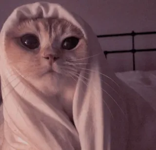 🐱 a2069874 mèo, tờ, dễ thương, động vật, thú cưng, hài hước telegram sticker