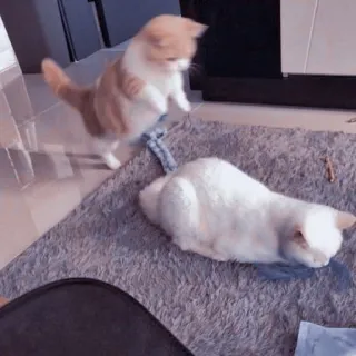 🐱 afb5fc89 mèo, động vật, chơi, vật nuôi, thú cưng, họ mèo telegram sticker