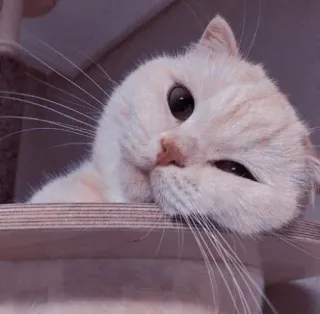 🐱 da32f339 mèo, động vật, thú cưng, dễ thương, mèo con telegram sticker