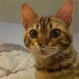 😪 02b10f50 고양이, 동물, 애완동물, 포유류, 귀여운, 웃긴 telegram sticker