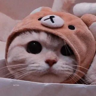 🖤 051e93af 고양이, 새끼 고양이, 동물, 애완 동물, 귀여운, 곰 모자, 사랑스러운 telegram sticker