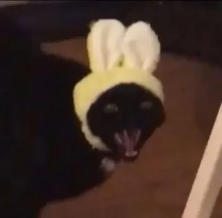 🤬 07a8d873 고양이, 토끼 귀, 동물, 애완 동물, 검은 고양이, 웃긴, 밈 telegram sticker