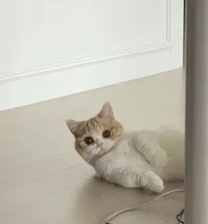 🌟 0d5e28be 고양이, 동물, 집고양이, 귀여운, 애완동물 telegram sticker