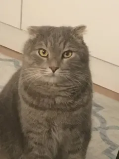 😐 12263bbd 고양이, 애완동물, 회색 고양이, 반려동물, 고양이과 telegram sticker