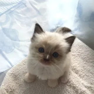 Catsˊ˗ ♡༉‧₊⋆ೃ :: @fStikBot telegram stickers