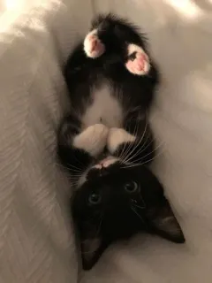 🖤 183b9a71 고양이, 새끼 고양이, 귀여운, 애완 동물, 동물, 흑백, 거꾸로 telegram sticker