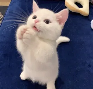 🙏 196a47db 새끼 고양이, 고양이, 귀여운, 흰색, 동물, 애완 동물, 포유류 telegram sticker