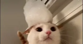 🖤 24cd4e0b 고양이, 동물, 귀여운, 애완 동물, 웃긴, 밈 telegram sticker