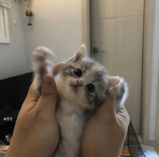 🖤 3822652c 고양이, 새끼 고양이, 애완 동물, 귀여운, 동물, 집고양이 telegram sticker