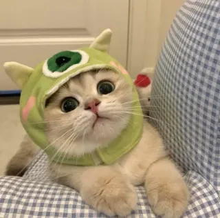 🖤 3a2305da 고양이, 새끼 고양이, 괴물, 모자, 귀여운, 동물, 애완 동물 telegram sticker