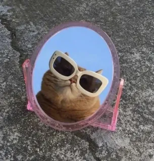 😎 44cadccd 고양이, 선글라스, 거울, 웃긴, 애완 동물, 동물, 귀여운, 집고양이 telegram sticker