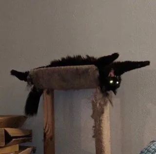 🖤 4c96e5a5 고양이, 애완동물, 동물, 고양이과, 검은 고양이, 캣타워, 웃긴, 귀여운 telegram sticker