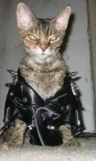 🖤 53485e56 고양이, 동물, 가죽 자켓, 애완 동물, 호랑이 고양이, 스파이크, 의류 telegram sticker