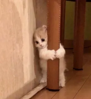 🖤 552b15b0 고양이, 새끼 고양이, 귀여운, 동물, 슬픈, 포옹 telegram sticker