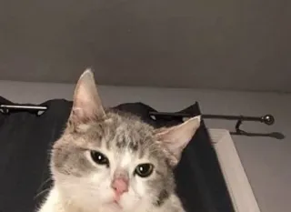 🖤 7b74b9fd 고양이, 동물, 애완동물, 집고양이, 고양이과 telegram sticker