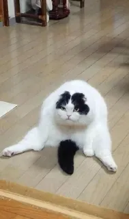 🖤 7dd4cfe9 고양이, 하얀 고양이, 웃긴 고양이, 동물, 애완 동물 telegram sticker