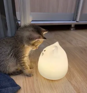 🖤 7f84e9d8 고양이, 새끼 고양이, 동물, 애완 동물, 램프, 조명, 귀여운 telegram sticker