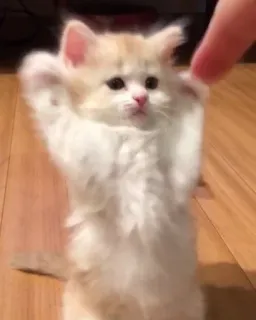 🖤 82006f56 새끼고양이, 고양이, 귀여운, 동물, 애완동물, 사랑스러운 telegram sticker