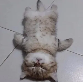 🌟 8778e0c6 고양이, 새끼 고양이, 동물, 애완 동물, 귀여운, 가축, 포유류, 잠, 자는 telegram sticker