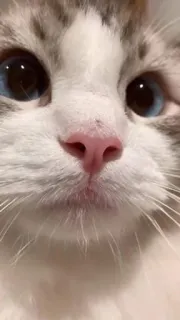 🖤 95be29be 고양이, 동물, 애완동물, 귀여운, 파란 눈, 클로즈업 telegram sticker