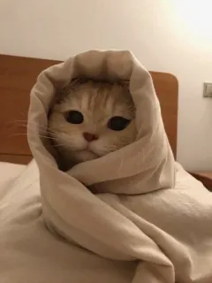 🖤 a1f8ab3e 고양이, 스카프, 동물, 귀여운, 애완동물, 포장된 telegram sticker