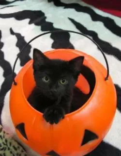 🖤 a239a75f 고양이, 할로윈, 호박, 검은 고양이, 새끼 고양이, 애완 동물 telegram sticker