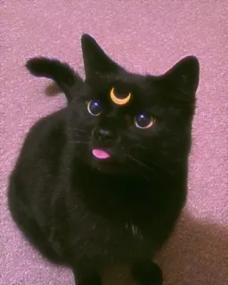 Catsˊ˗ ♡༉‧₊⋆ೃ :: @fStikBot telegram stickers