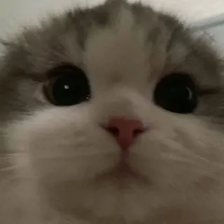🖤 a5243a7c 고양이, 새끼 고양이, 귀여운, 동물, 애완 동물, 가축 telegram sticker