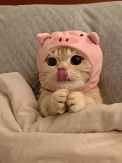 🖤 a789d42f 고양이, 돼지 모자, 귀여운, 동물, 새끼 고양이, 애완 동물 telegram sticker