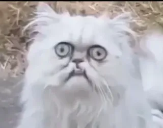🖤 b99031fc 고양이, 페르시안 고양이, 흰 고양이, 웃긴, 밈, 동물 telegram sticker