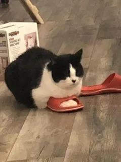 🌟 bdc00ea1 고양이, 동물, 애완 동물, 턱시도 고양이, 미끄럼틀, 신발 telegram sticker