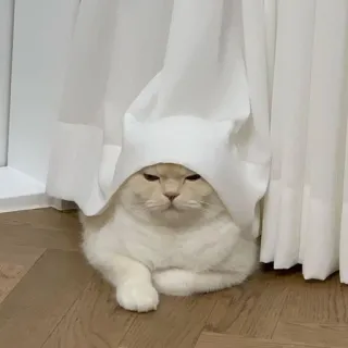 😡 cfa28336 고양이, 웃긴, 귀여운, 동물, 애완동물, 새끼 고양이, 흰색, 커튼 telegram sticker