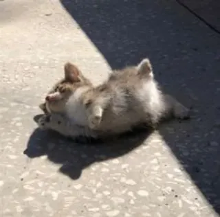 🥱 d56bcf7d 고양이, 새끼 고양이, 동물, 애완동물, 귀여운, 누워있는, 햇볕 쬐기 telegram sticker