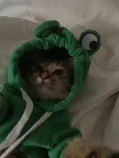 🖤 e00c2da8 고양이, 새끼 고양이, 개구리, 코스튬, 동물, 귀여운, 애완 동물 telegram sticker