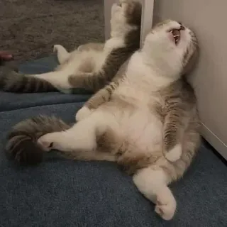 😩 ed376dd9 고양이, 하품, 애완 동물, 동물, 자는, 가축, 휴식 telegram sticker