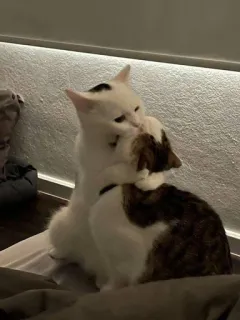 🖤 f4b6ab6d 고양이, 동물, 포옹, 애정, 귀여운, 애완동물 telegram sticker