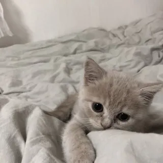 🖤 fe8e4b5a 새끼 고양이, 고양이, 귀여운, 동물, 애완 동물, 반려 동물 telegram sticker