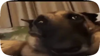 🐶 06f7f3ba dog, animal, pet, canine, cute, domestic animal whatsapp sticker