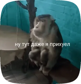 😯 18b87ca3 ну тут даже я прихуел monkey, animal, meme, russian, expression, shocked whatsapp sticker