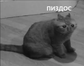 💀 4c724135 пиздос cat, sad, sticker, russian, meme whatsapp sticker