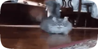 😸 927f37e3 cat, animal, domestic animal, pet, grey cat whatsapp sticker